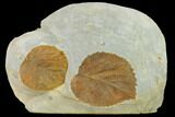 Two Fossil Leaves (Davidia) - Montana #130452-1